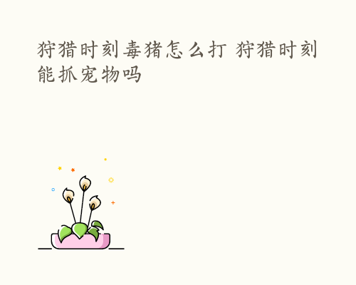 狩猎时刻毒猪怎么打 狩猎时刻能抓宠物吗